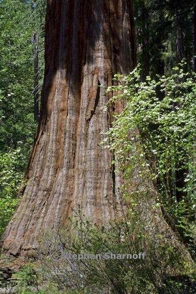 sequoia and dogwood 1 graphic